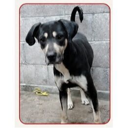 cartel de perro perdido