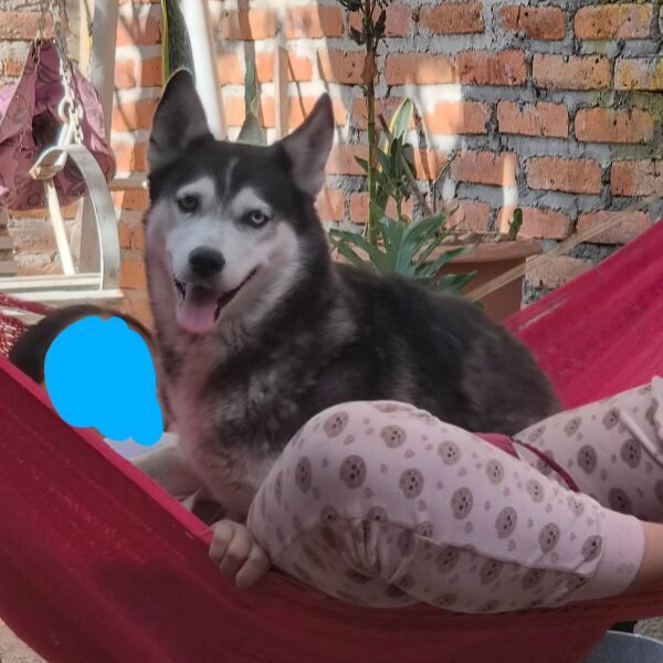 cartel de perro perdido