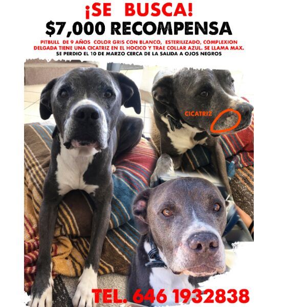 cartel de perro perdido