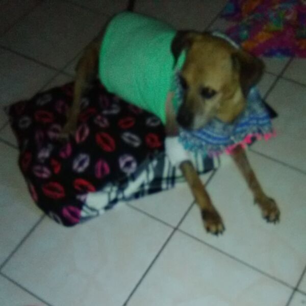 cartel de perro perdido