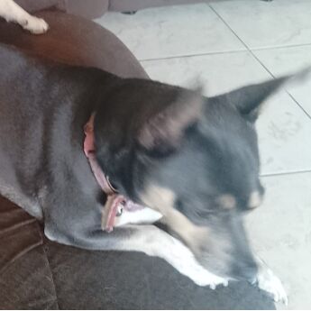 cartel de perro perdido