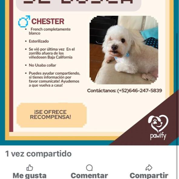 cartel de perro perdido