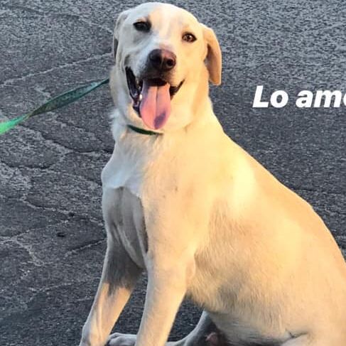 cartel de perro perdido