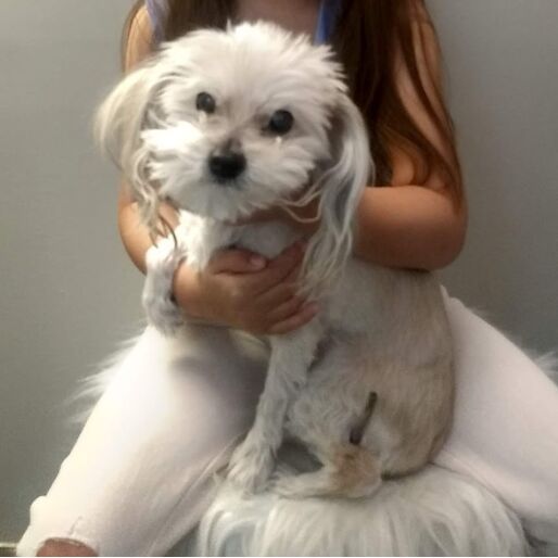 cartel de perro perdido