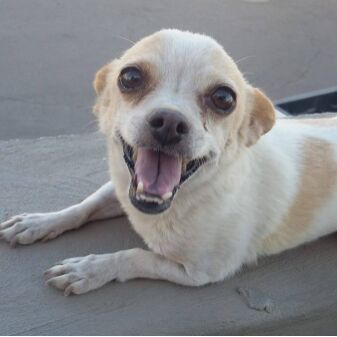 cartel de perro perdido