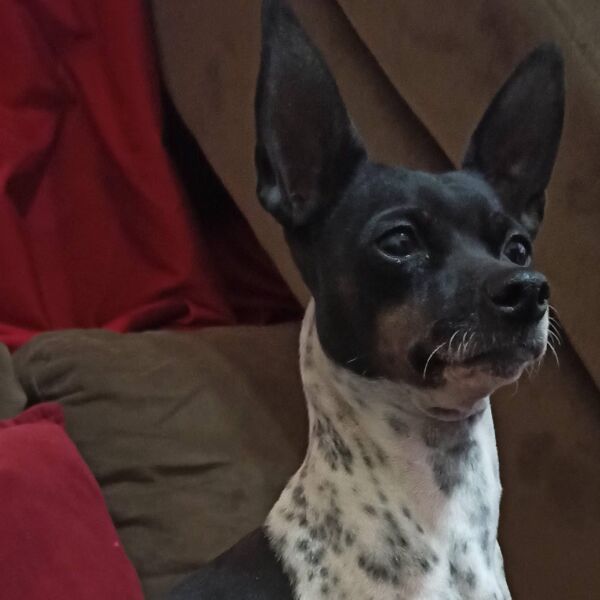 cartel de perro perdido