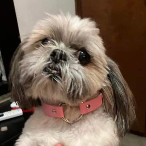 cartel de perro perdido