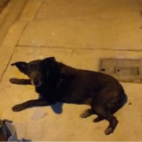 cartel de perro perdido