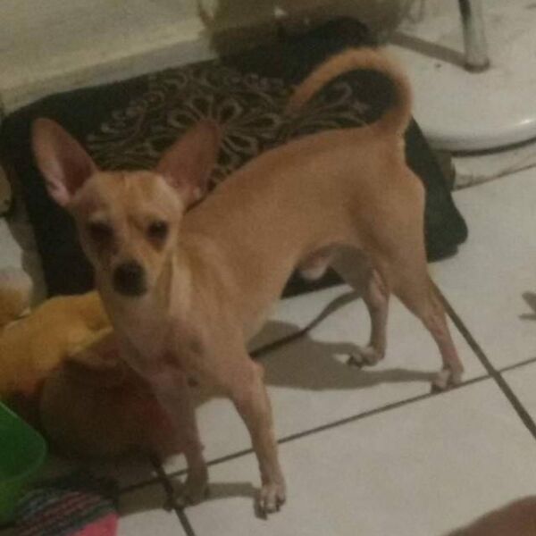 cartel de perro perdido