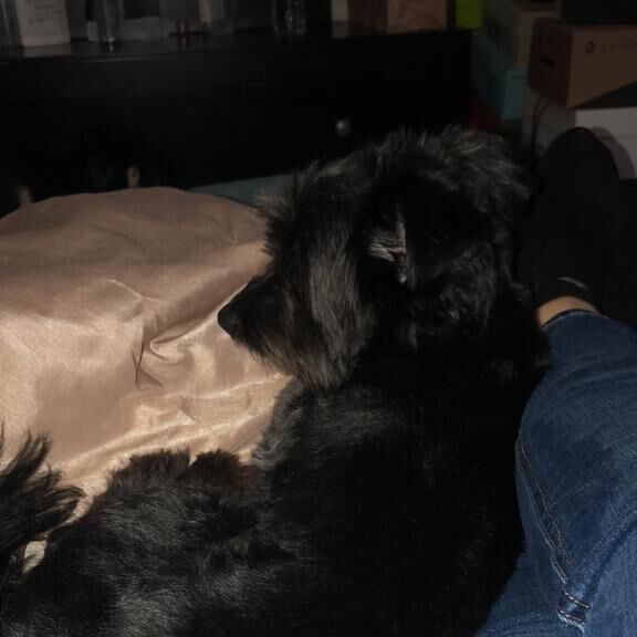 cartel de perro perdido