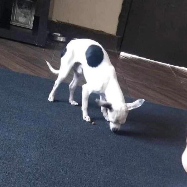 cartel de perro perdido