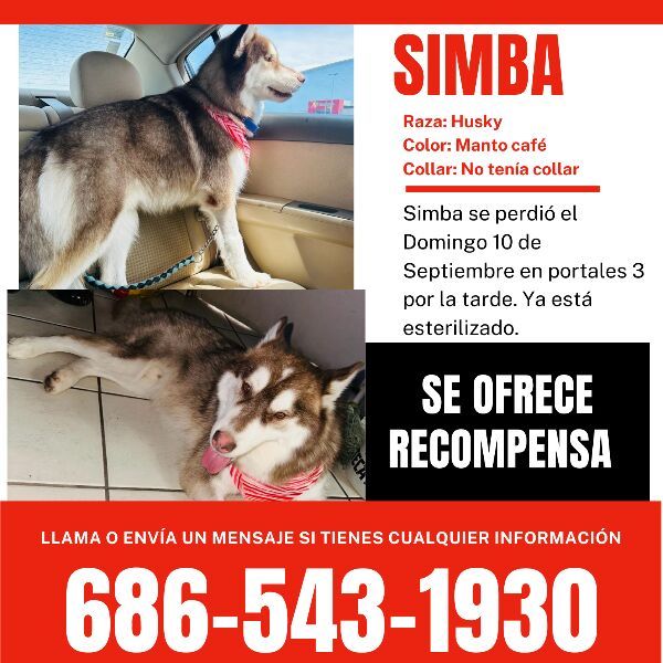 cartel de perro perdido