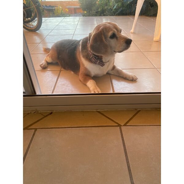 cartel de perro perdido