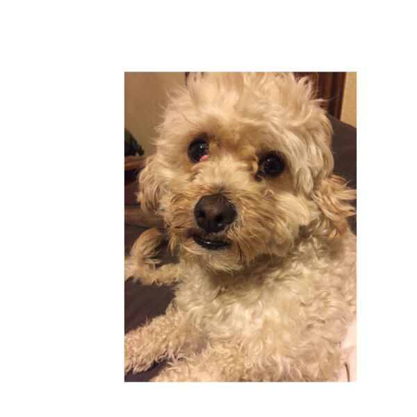 cartel de perro perdido