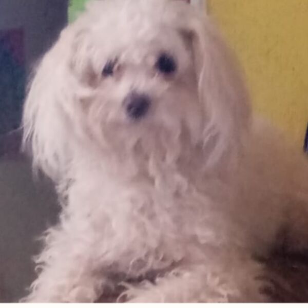 cartel de perro perdido