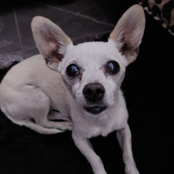 cartel de perro perdido