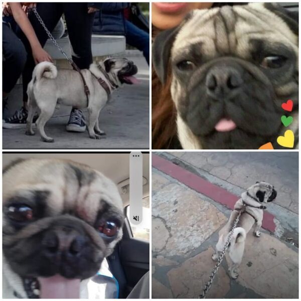 cartel de perro perdido