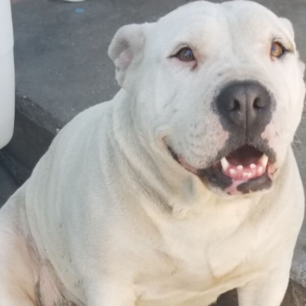 cartel de perro perdido