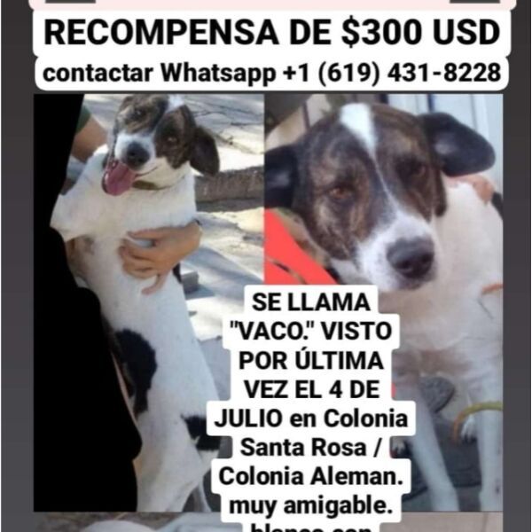 cartel de perro perdido
