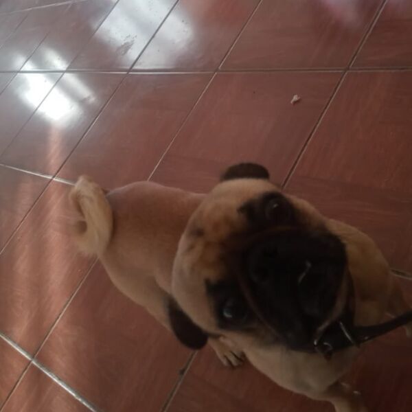 cartel de perro perdido