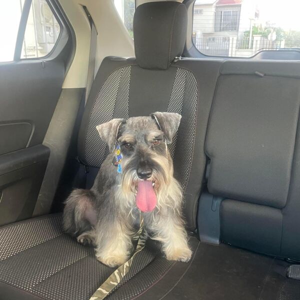 cartel de perro perdido