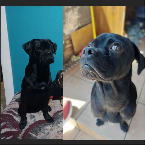 cartel de perro perdido