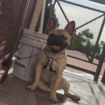 cartel de perro perdido