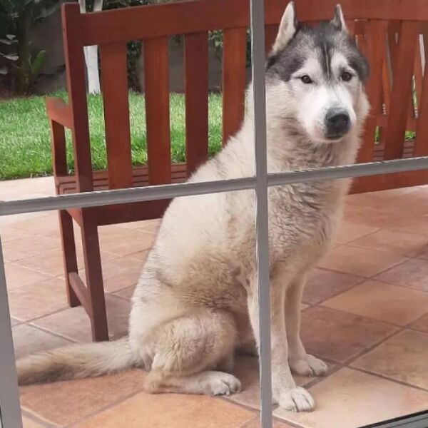 cartel de perro perdido