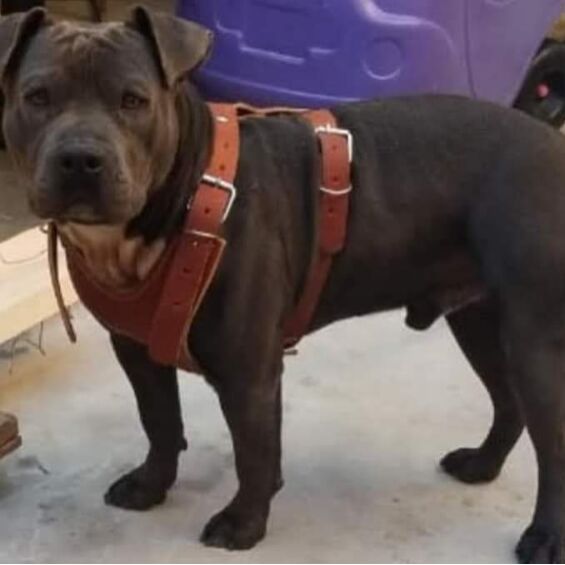 cartel de perro perdido