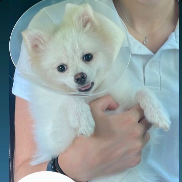 cartel de perro perdido