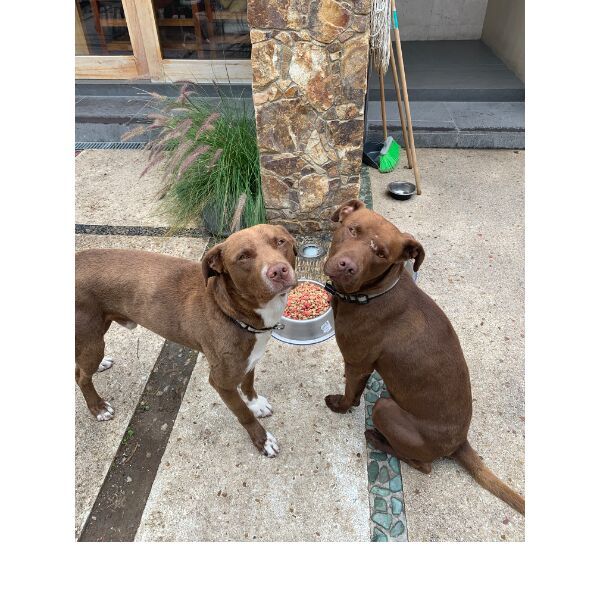 cartel de perro perdido