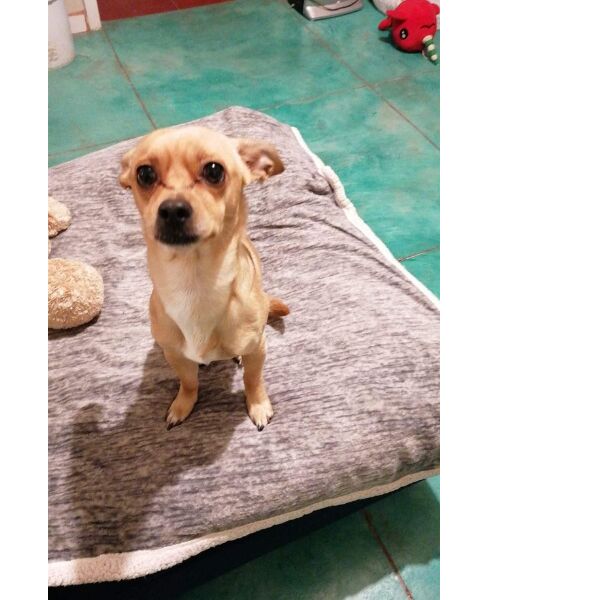 cartel de perro perdido