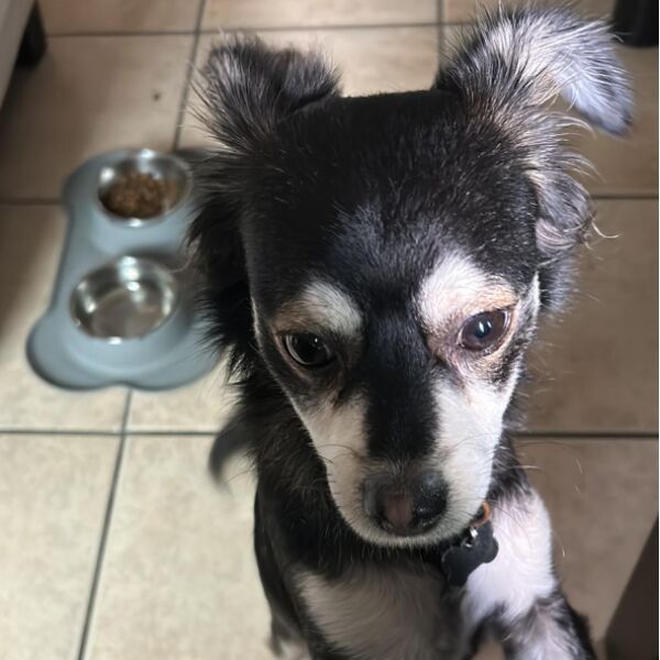 cartel de perro perdido