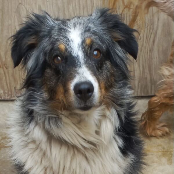 cartel de perro perdido