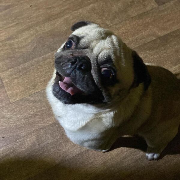 cartel de perro perdido