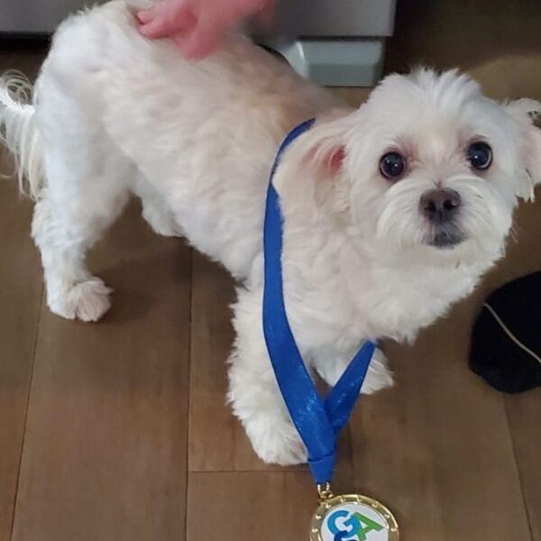 cartel de perro perdido