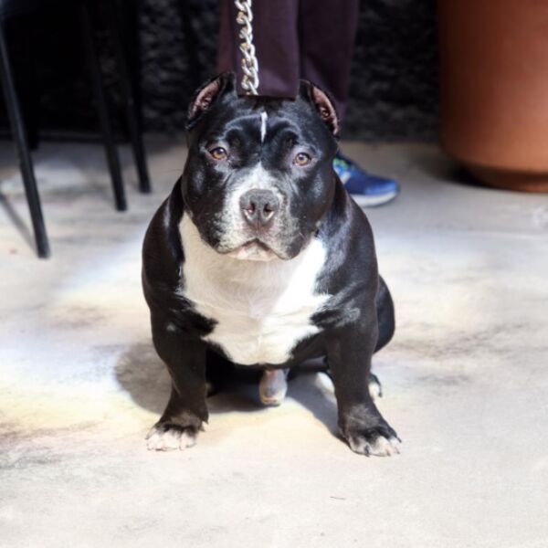 cartel de perro perdido