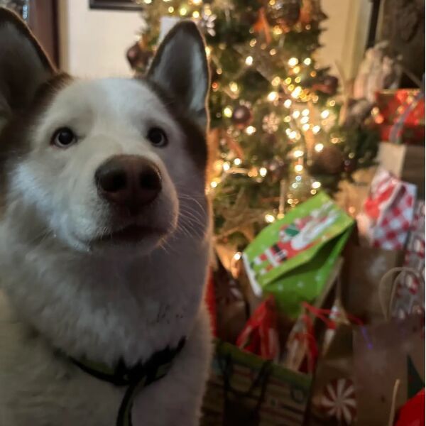 cartel de perro perdido