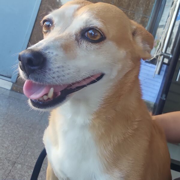 cartel de perro perdido