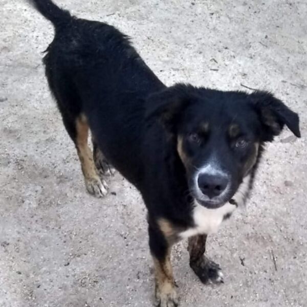 cartel de perro perdido