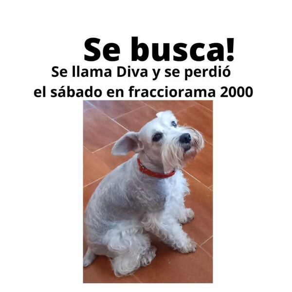 cartel de perro perdido
