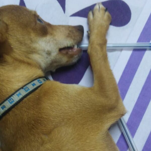 cartel de perro perdido