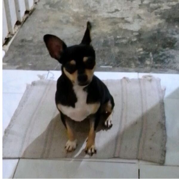 cartel de perro perdido