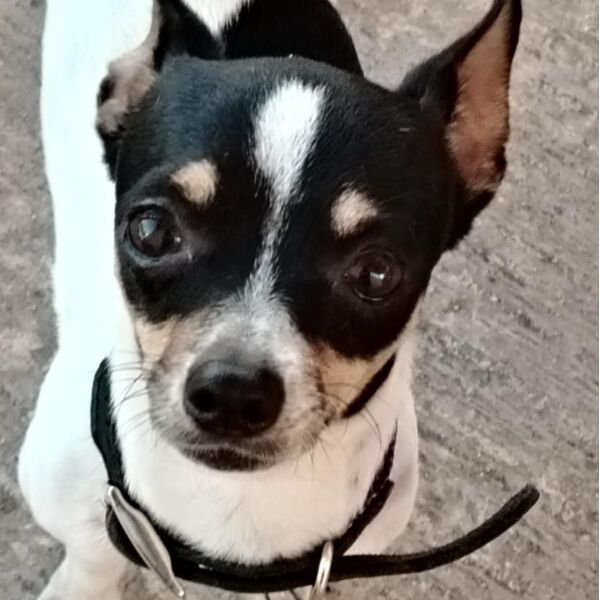 cartel de perro perdido