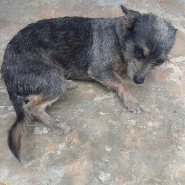 cartel de perro perdido