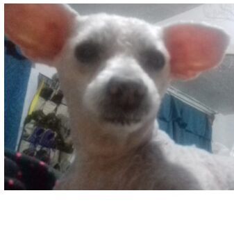 cartel de perro perdido