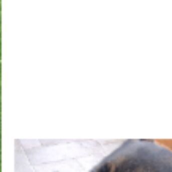 cartel de perro perdido