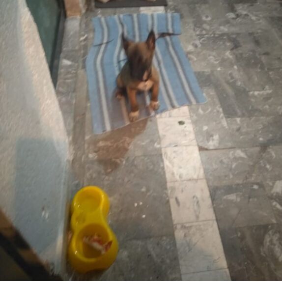 cartel de perro perdido