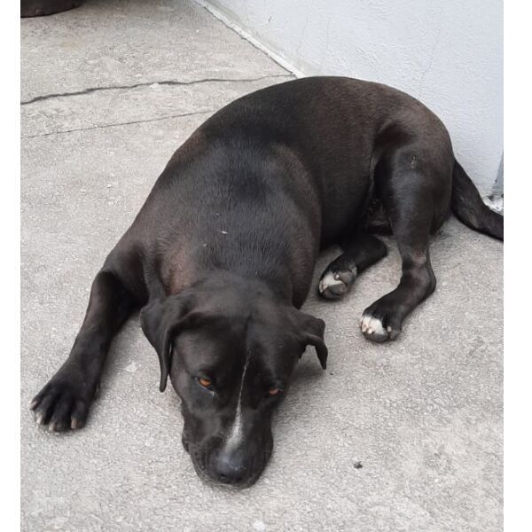 cartel de perro perdido