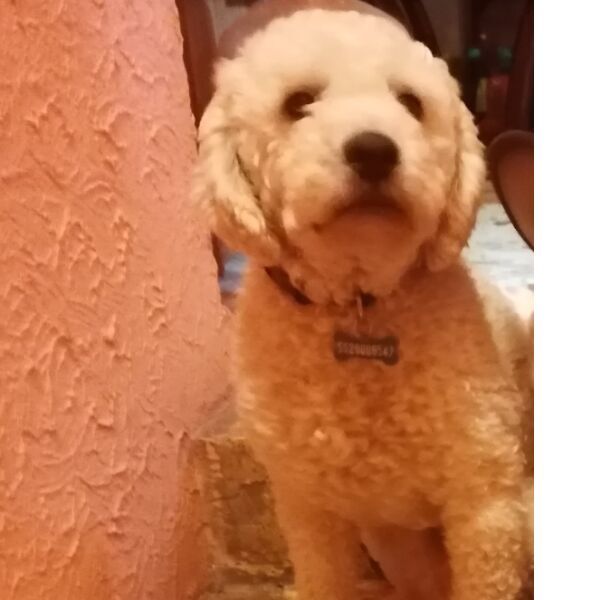 cartel de perro perdido